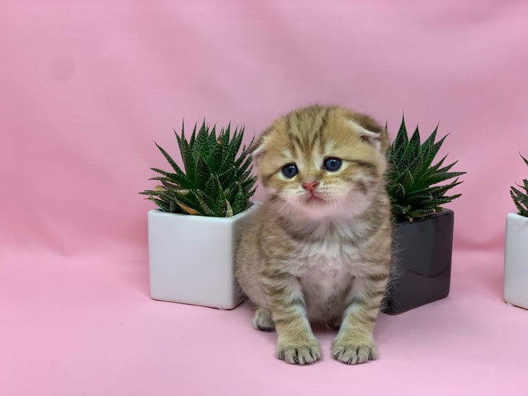 Chatons Scottish Fold