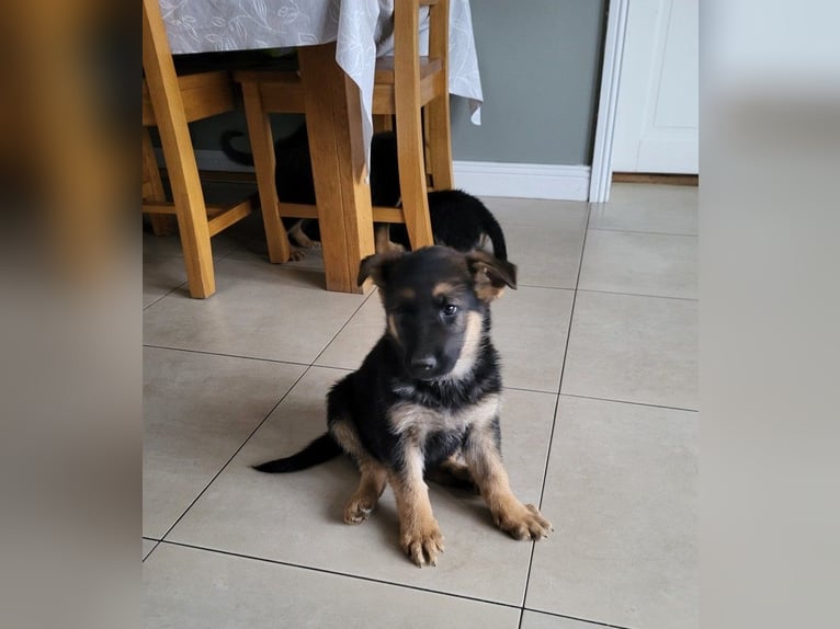 Chien de berger allemand intelligent et protecteur