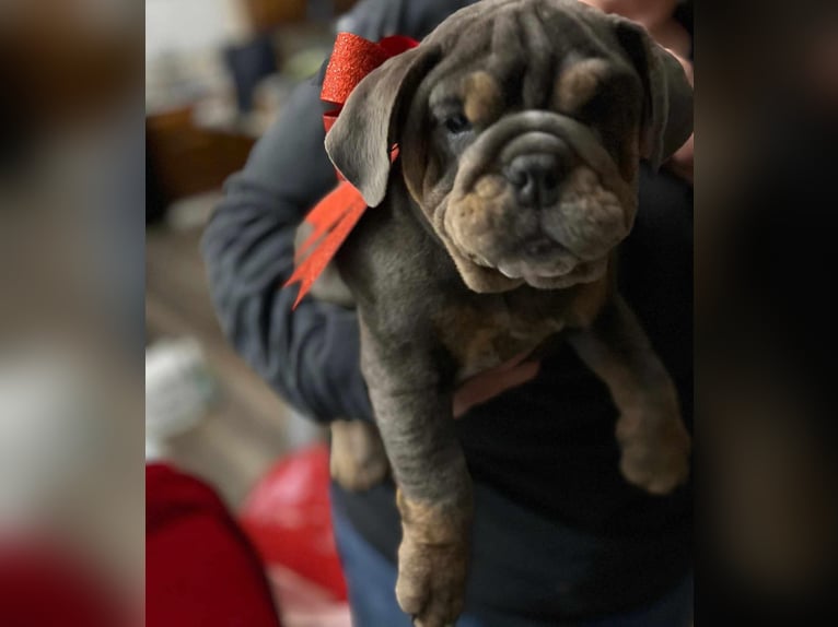 Chiots Bulldog Anglais