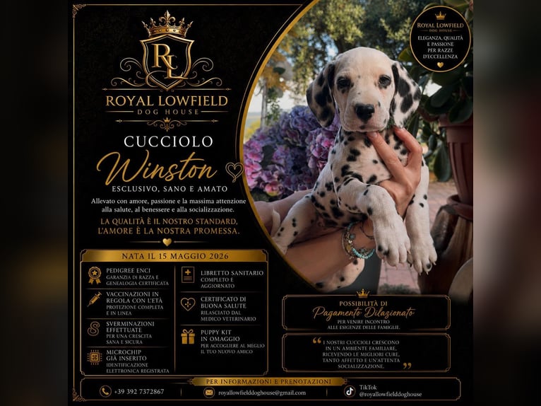 Chiots Dalmatien avec pedigree ENCI