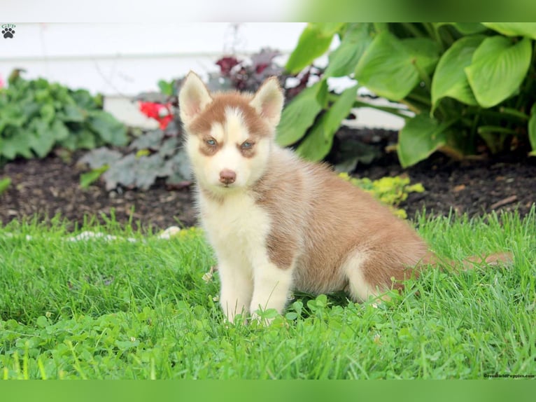 Chiots husky de Sibérie