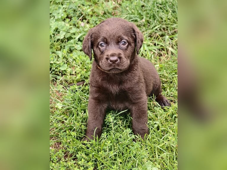 Chiots Labrador avec pedigree (race pure)