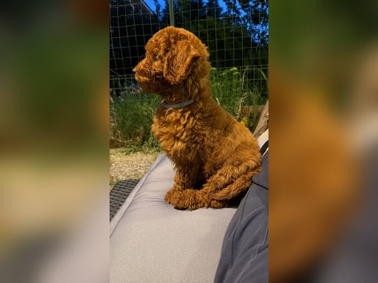 Je vends un Caniche Toy