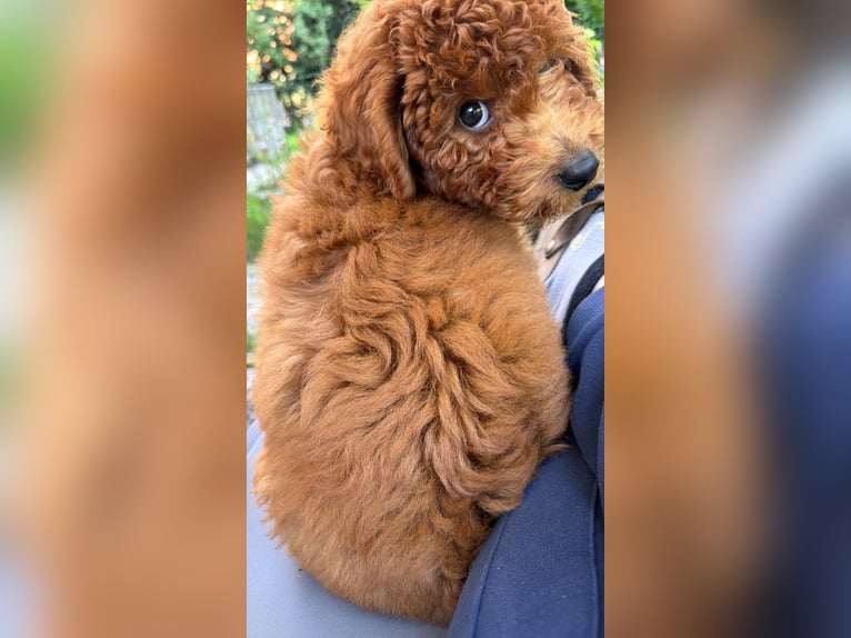 Je vends un Caniche Toy