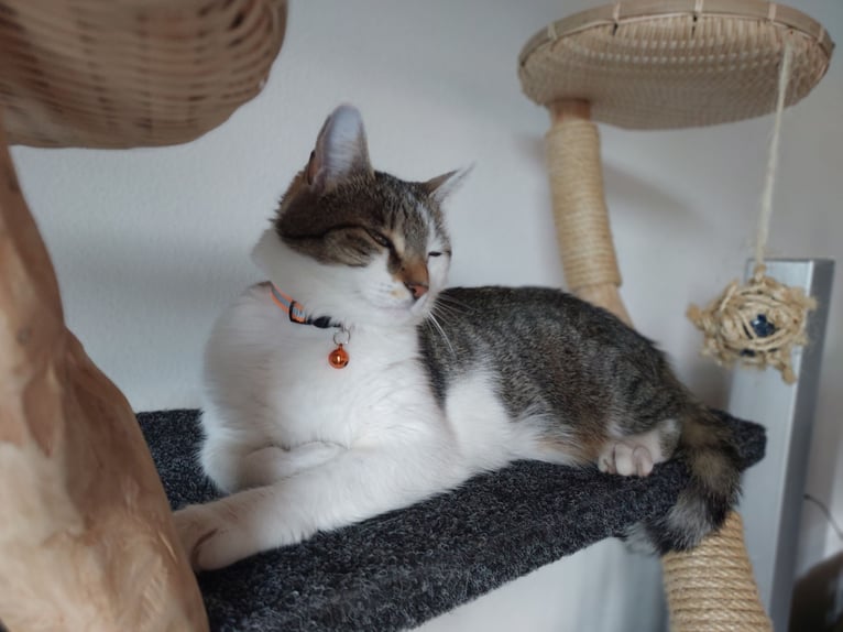 Katzensitting / Katzenbetreuung in einer Tierschutzfamilie an.