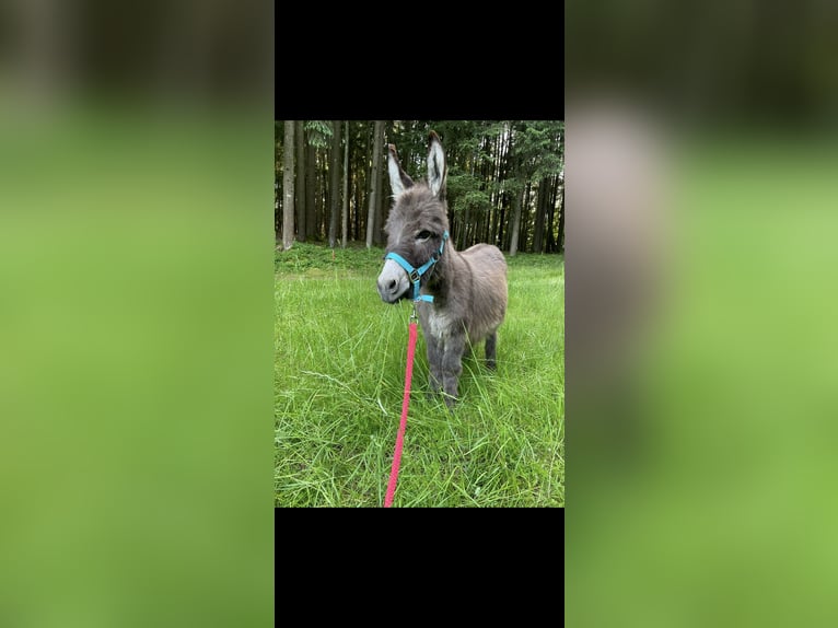 Miniature horse / American miniature horse