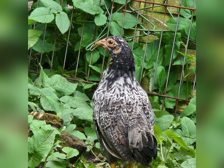 Poules naines