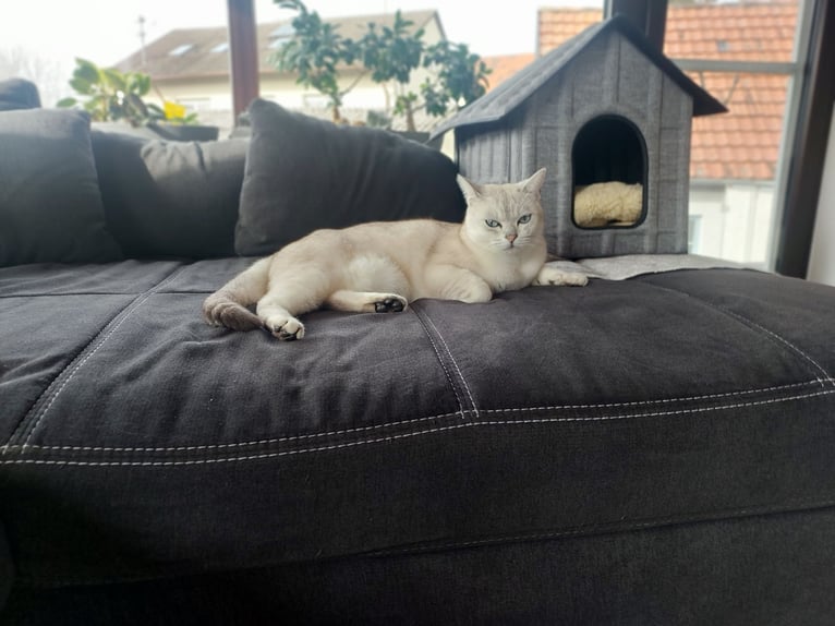 Propose une garde ou une pension pour chats au sein d'une famille engagée dans la protection animale