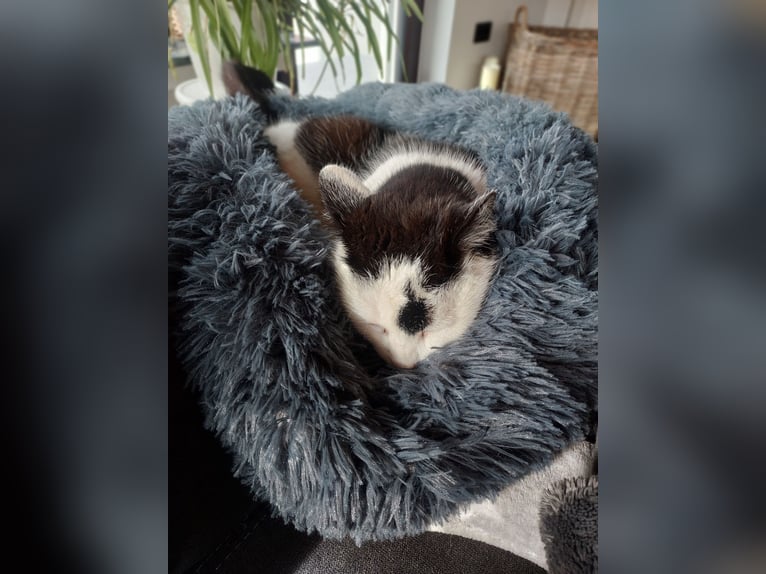 Propose une garde ou une pension pour chats au sein d'une famille engagée dans la protection animale