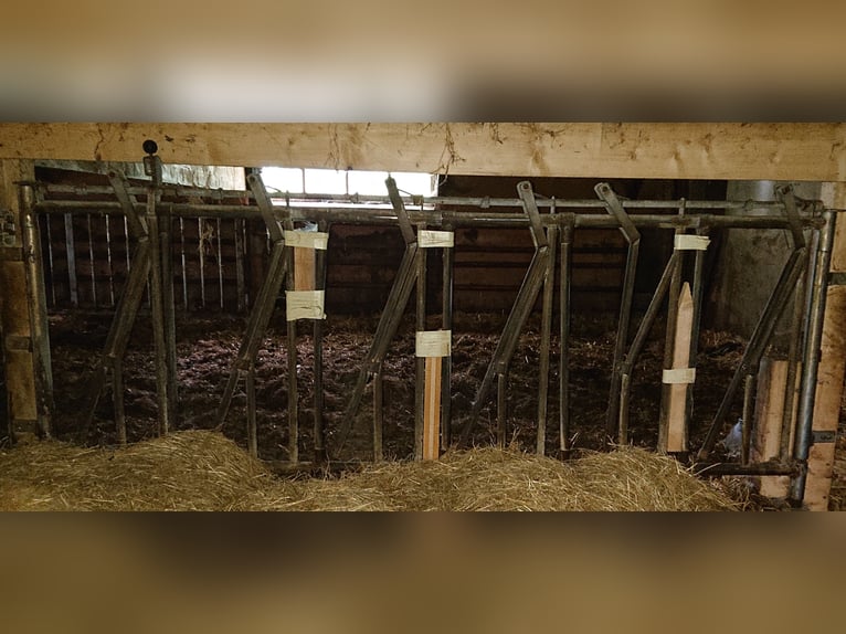 Barrière d'alimentation automatique Patura