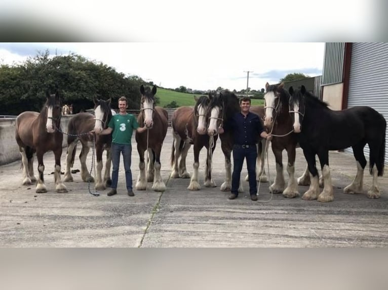 Cherche cavalier / cavalière