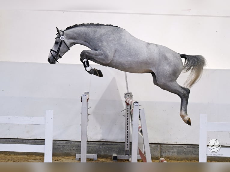 Cherche cavaliers pour jeunes chevaux