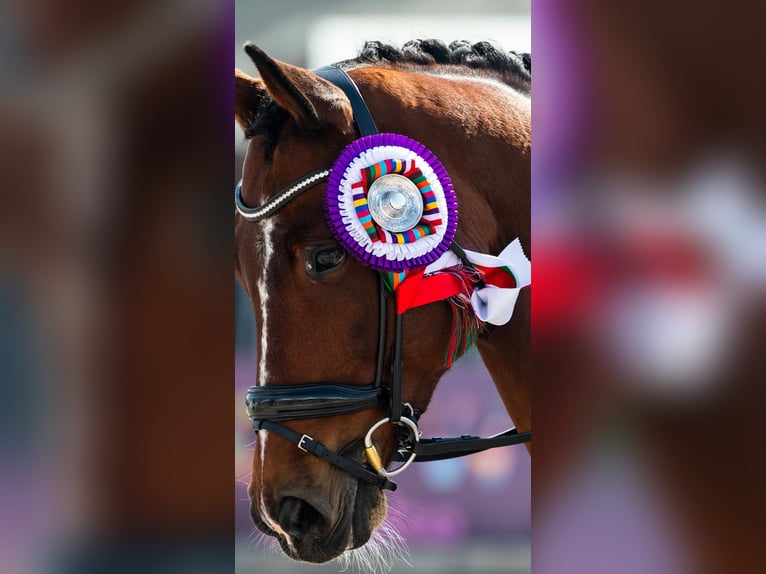 Cherche groom (dressage) pour établissement international
