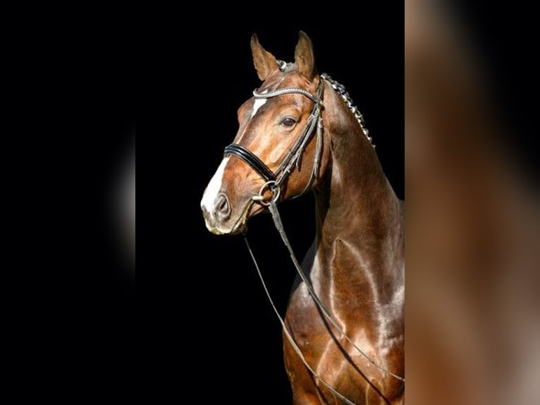 Cherche cavalier/cavalière qualifié(e)