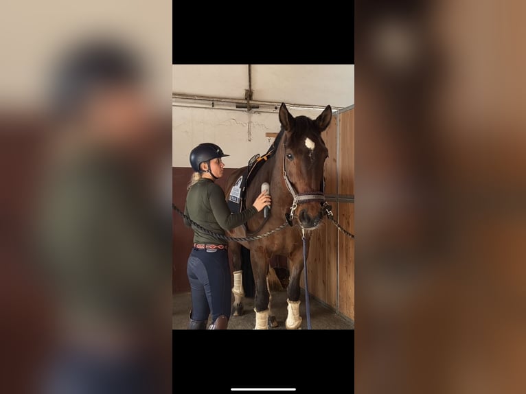 „Horse-Sitting“ und Pferdepflege!  Stallfrei mit gutem Gewissen im Raum München und Starnberg 