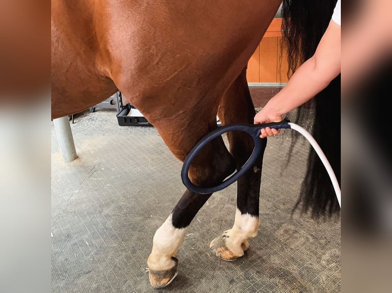 „Horse-Sitting“ und Pferdepflege!  Stallfrei mit gutem Gewissen im Raum München und Starnberg 