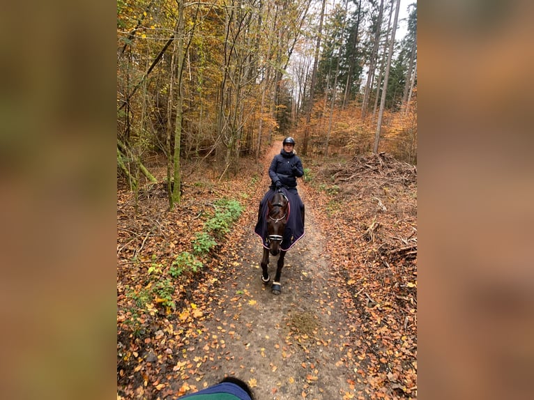 „Horse-Sitting“ und Pferdepflege!  Stallfrei mit gutem Gewissen im Raum München und Starnberg 