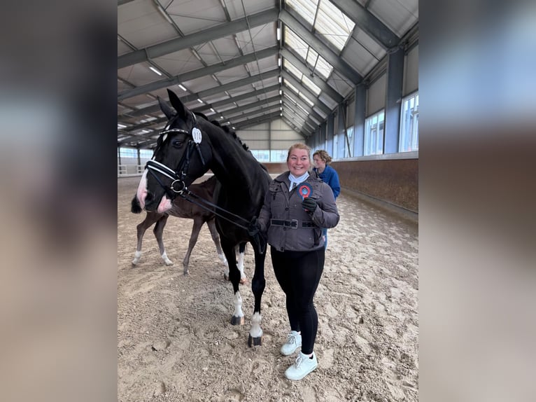 Éleveur / Éleveuse de chevaux à temps plein / temps partiel