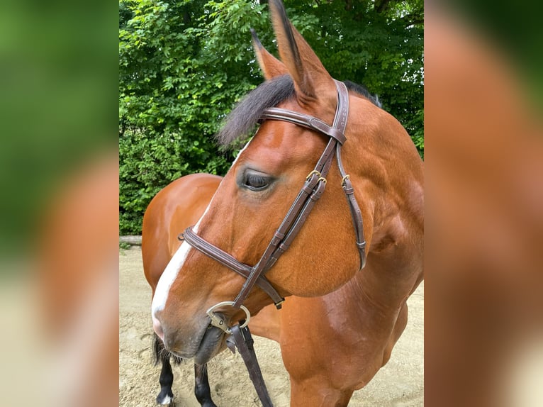 Cherche groom / groomesse (h/f/d) – Écurie sportive / Écurie de compétition
