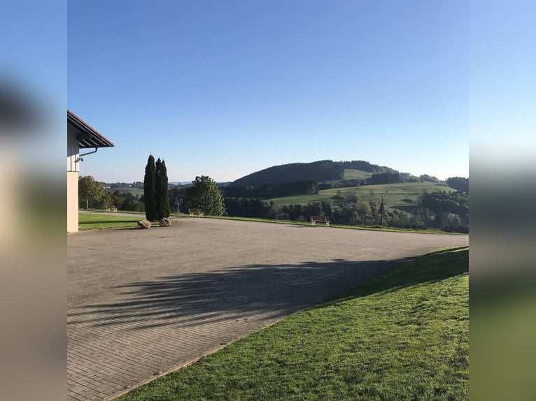 PFERDEPFLEGER/ Stallhelfer 