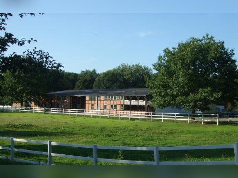 Springbereiter/ in für Ausbildungsstall gesucht!