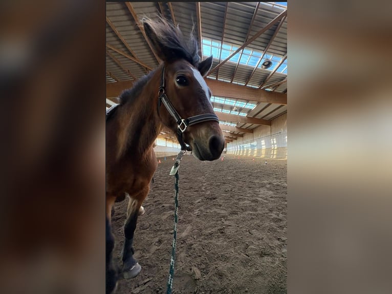 Cherche professeur(e) d'équitation (h/f/x) pour enfants et débutants à Berlin