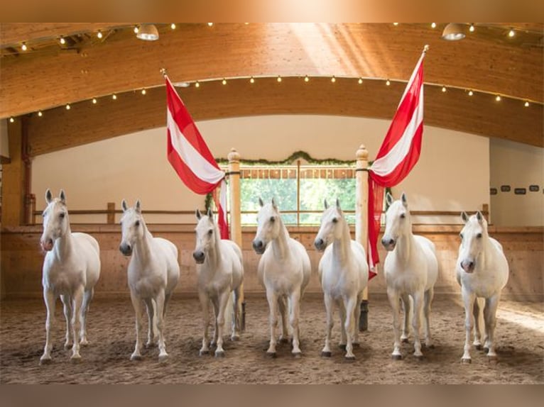 Entraîneur et/ou moniteur d'équitation (h/f/d)