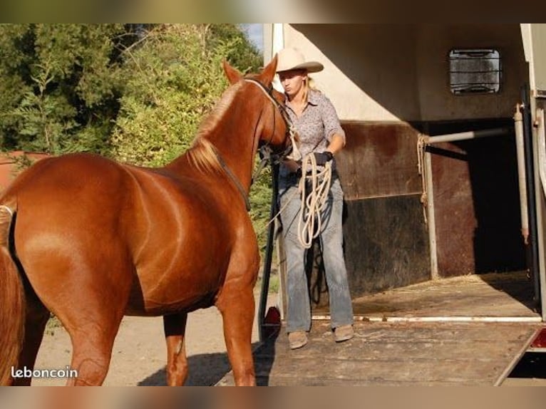 monitrice d'équitation à domicile comportementaliste équin