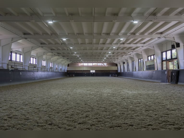 Professeur d’équitation ou préparateur/trice 50-100 %