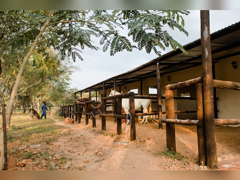 Reitlehrer*in / Pferdewirt*infür Reiterhof in Botswana in Dauerstellung