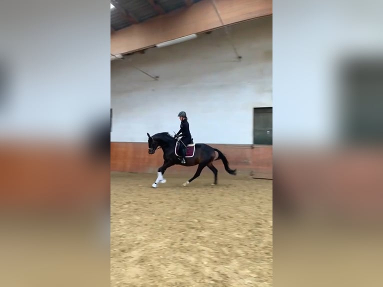 Pferdewirt / Reitlehrer / Trainer (m/w/d)  gesucht