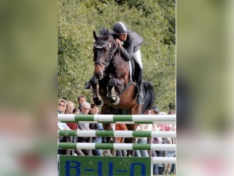 Cavalier de saut d'obstacles (h/f/d)