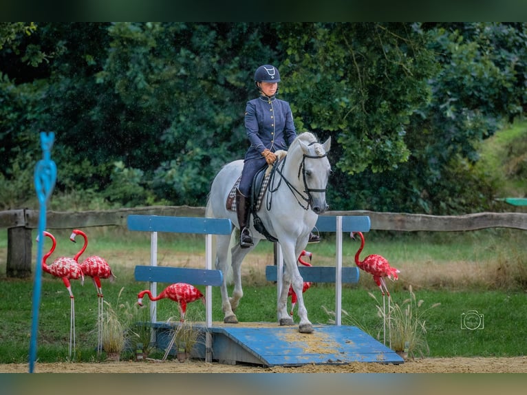 Cavalier doté de tact recherché.