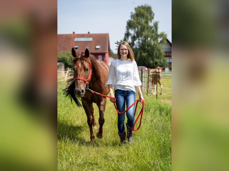 Reining-Begeisterte Stallhilfe und Trainer-Assistent