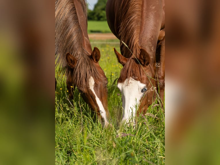 Reining-Begeisterte Stallhilfe und Trainer-Assistent