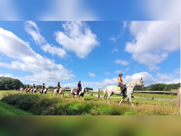 Reiterhotel Vox Mitarbeiter in Festanstellung, sowie  Praktikumsplätze