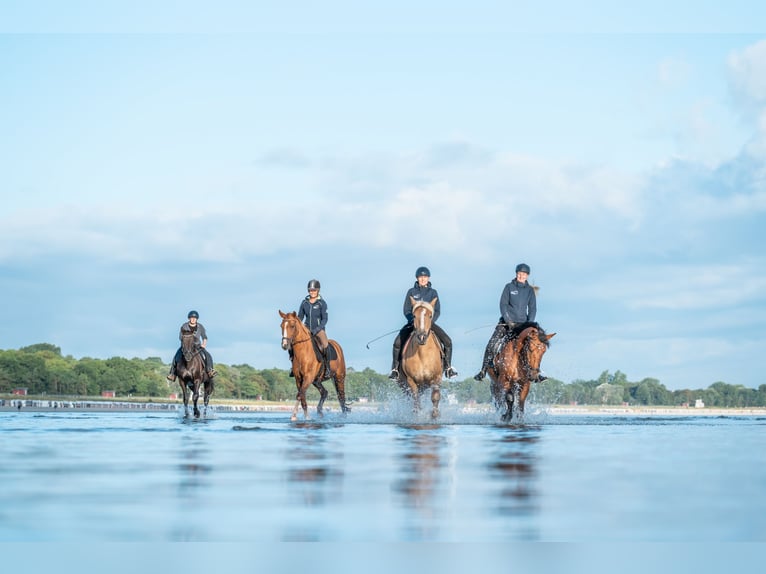 Reitlehrer/in mit Allroundfähigkeiten gesucht 