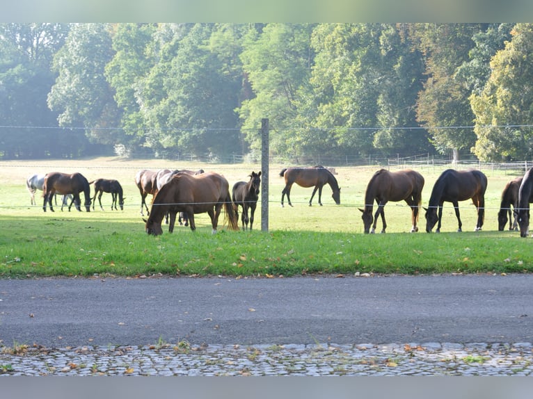 Éleveur de chevaux, place de formation pour éleveur de chevaux en élevage, soigneur de chevaux, stag