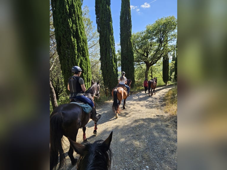 Expérience à l'étranger en Toscane