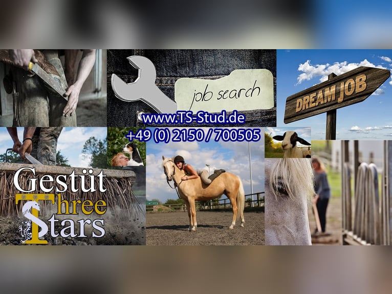 Offre d'emploi – Recherche d’un éleveur de chevaux (preferablement spécialisé en reproduction) !!!