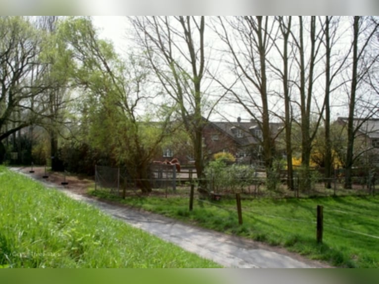 Offre d'emploi – Recherche d’un éleveur de chevaux (preferablement spécialisé en reproduction) !!!