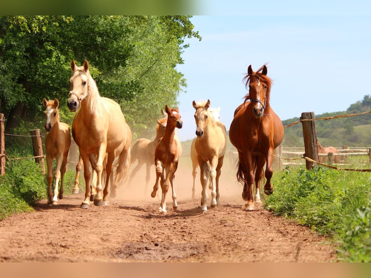 Recherche d'une éleveuse de chevaux