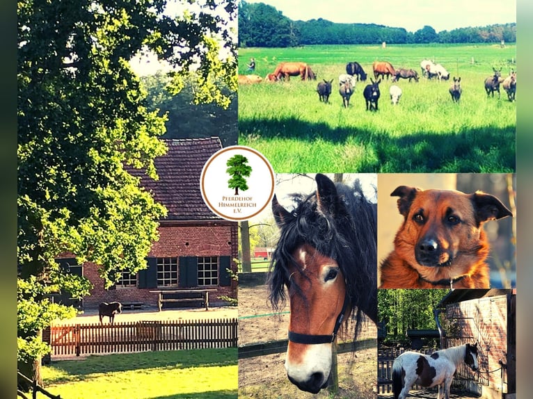 Recherche d'une personne passionnée par les chevaux (h/f/x)