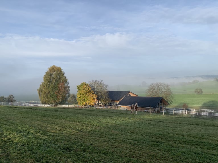 Métier de rêve : éleveur de chevaux