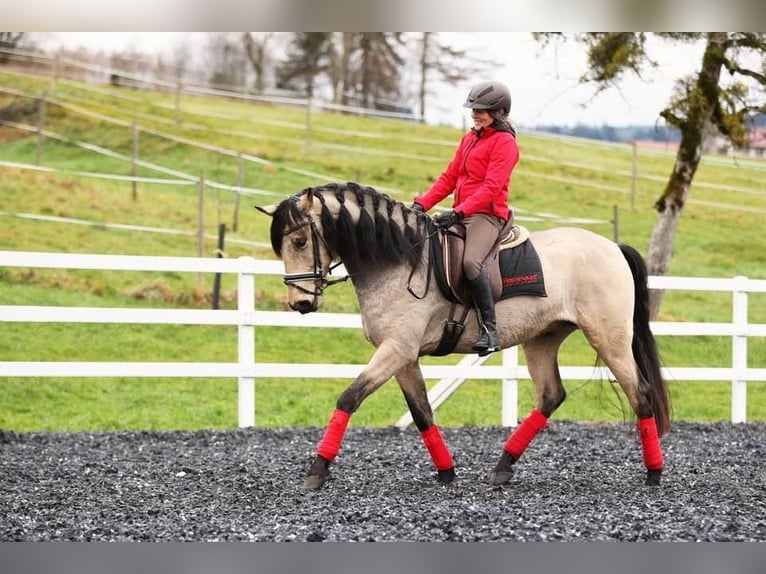 Métier de rêve : éleveur de chevaux