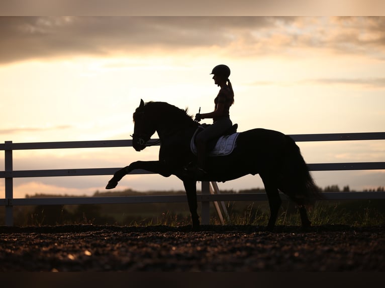 Métier de rêve : éleveur de chevaux