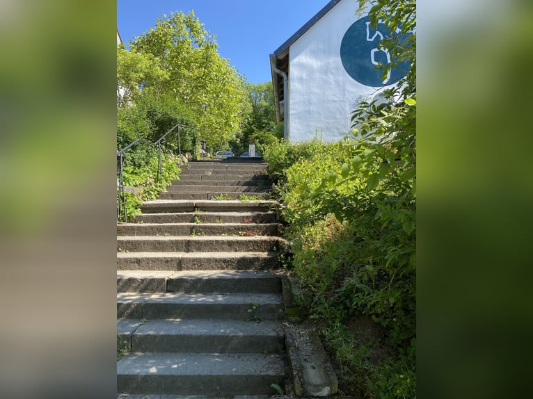 Stallhilfe gesucht 