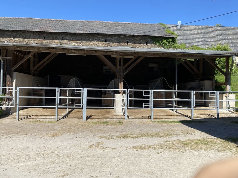 Stallhilfe gesucht 