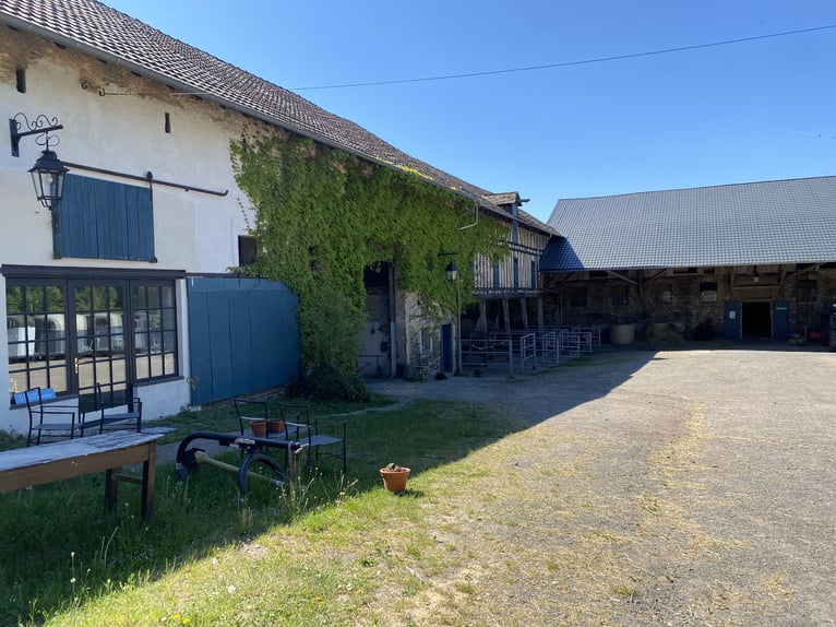 Stallhilfe gesucht 