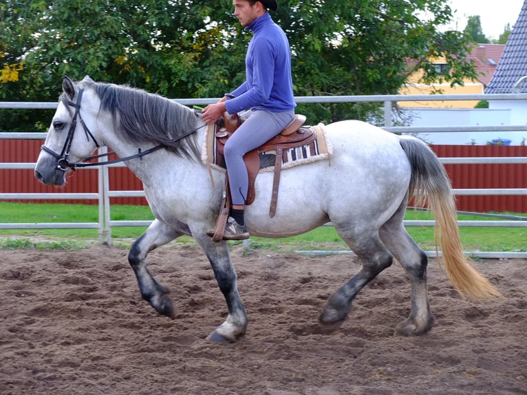 Suche Reiter/Reiterin
